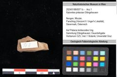Foto (Objekt + Etikett) von Xylomites pistaciae Ettingshausen (NHMW-GEO-2024-0188-0071b)